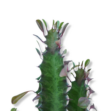 Lade das Bild in den Galerie-Viewer, Dreirippige Wolfsmilch  &quot;Euphorbia trigona&quot;
