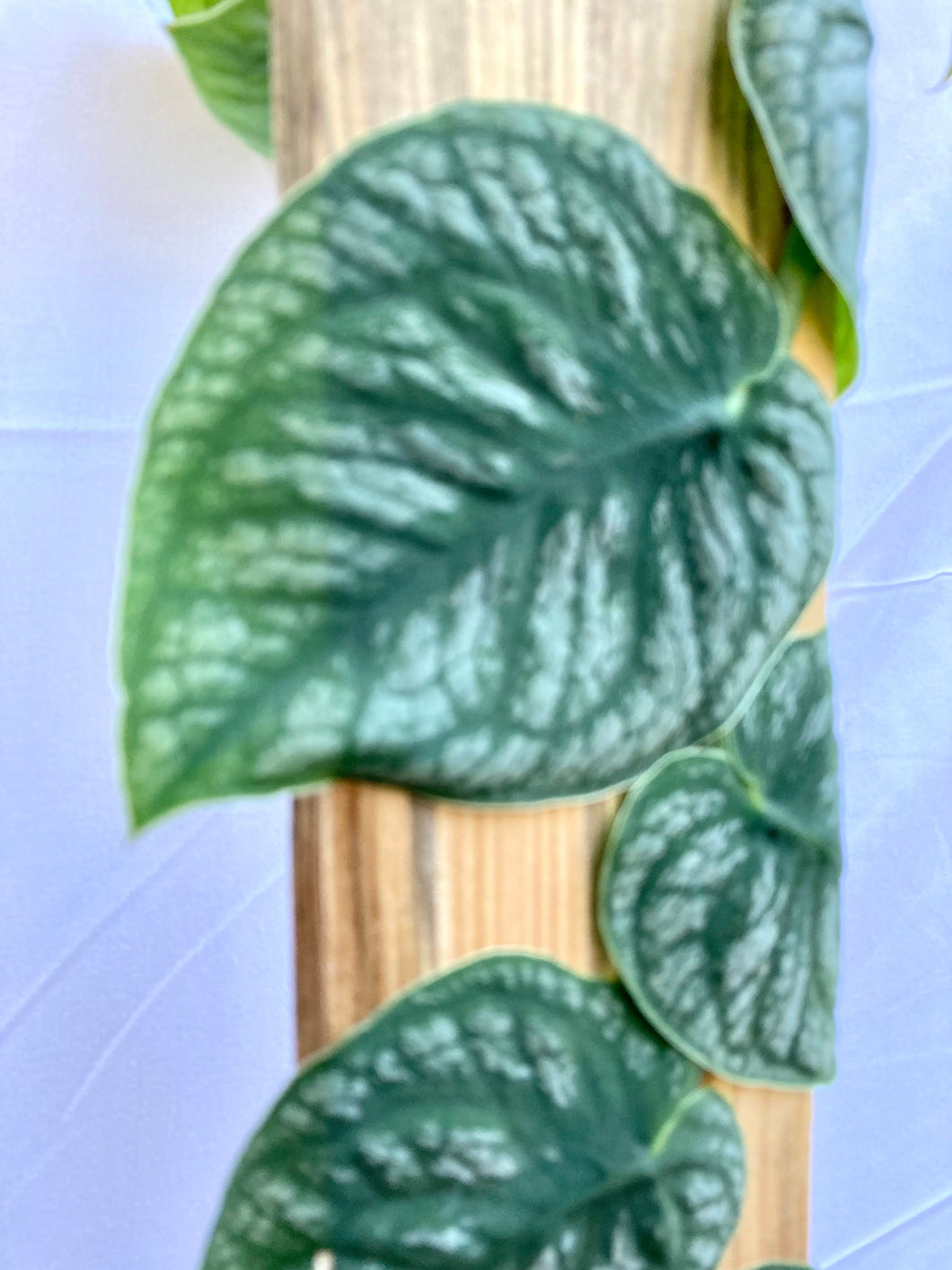 Philodendron Monstera Dubia