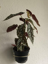 Lade das Bild in den Galerie-Viewer, Forellenbegonie Begonia Maculata
